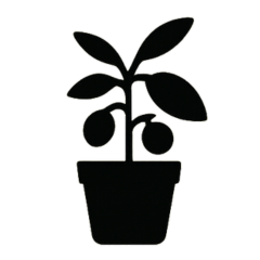 Variétés d’agrumes