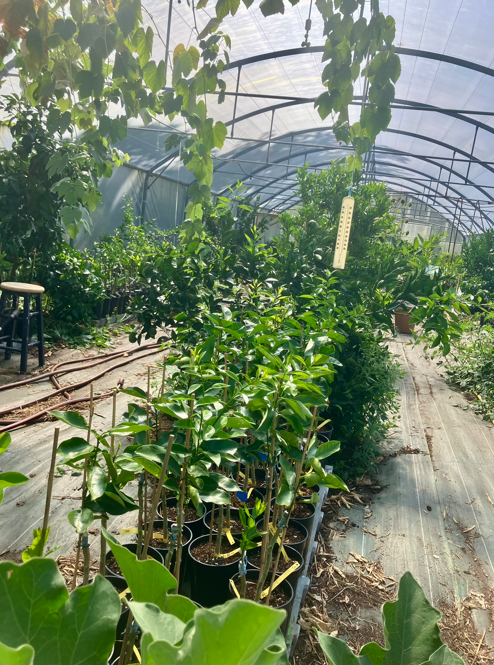 Jeunes plants d'agrumes cultivés en agriculture biologique sous serre, pépinière bretonne