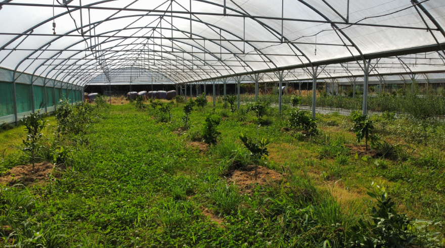 Serre de plants mères d'agrumes rustiques à la pépinière La Forêt des Saveurs, Centre-Bretagne
