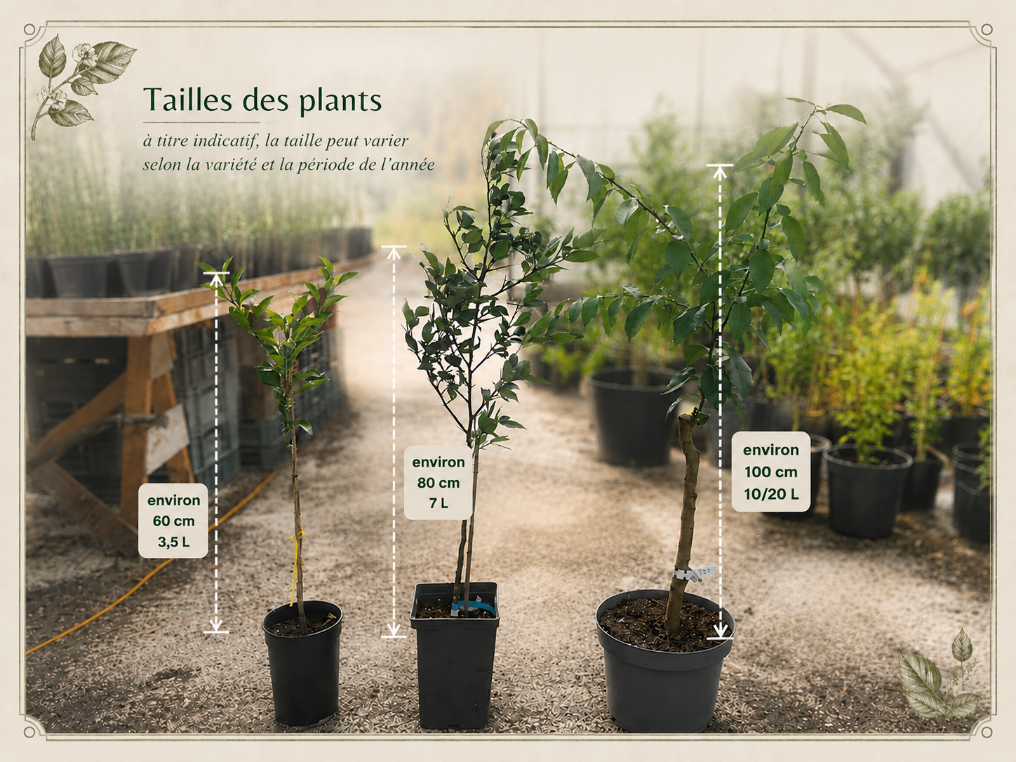 Tailles des plants disponibles